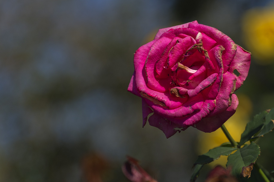 'Withering Rose' (Dec 2010) - Taichung, Taiwan