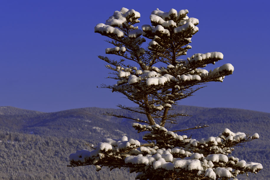 'Snow Covered Tree' - (Mar 2010) - Hokkaido, Japan