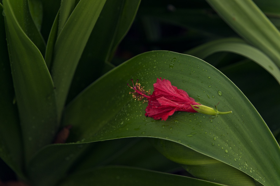 'Red Hibiscus' (Mar 2013) - Labrador Park, Singapore