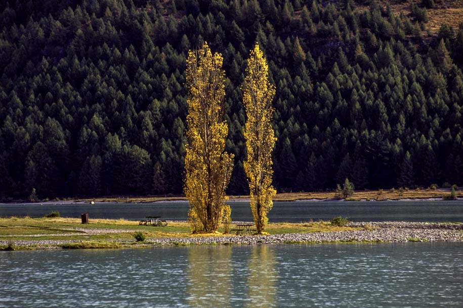 'Golden Trees' (Apr 1996) - Lake Tekapo, New Zealand