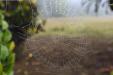 'Spider Web 1' (Dec 2009) - Chitwan, Nepal