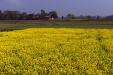 'Yellow Fields' (Dec 2009) - Chitwan, Nepal