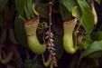 'Pitcher Plant' (Jul 2012) - Gardens by the Bay, Singapore