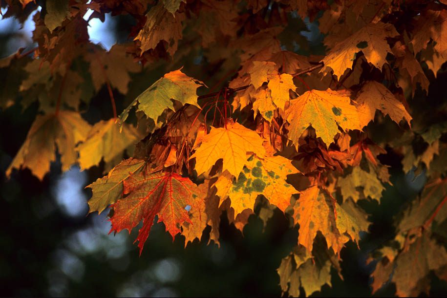 'Autumn Leaves' (Oct 1992) - Zurich, Switzerland