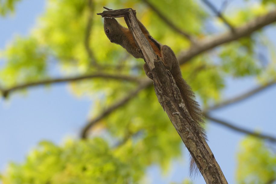 'Tree Squirrel' (Jun 2008) - Botanic Garden, Singapore
