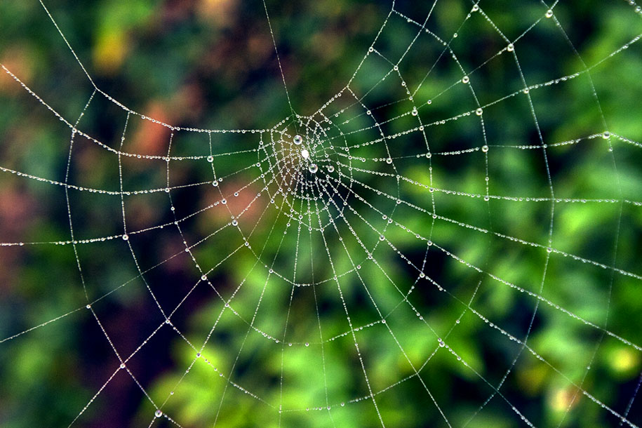 'Spider Web 2' (Dec 2009) - Chitwan, Nepal
