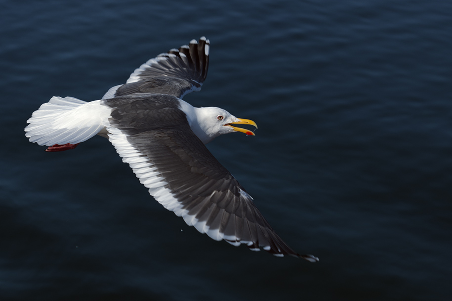 'Gliding' (Mar 2010) - Hokkaido, Japan