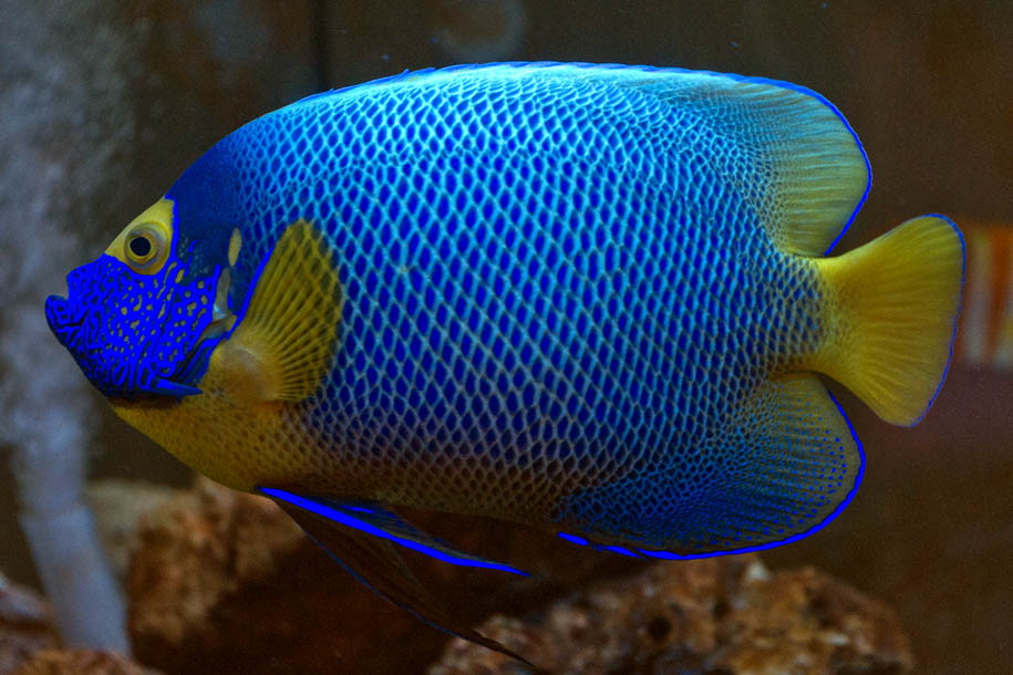 'Blueface Angelfish' (Dec 2010) - Hualien, Taiwan