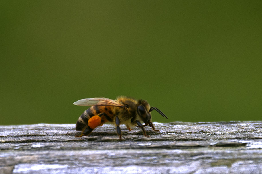 'Bee with Pollen' (Dec 2010) - Hualien, Taiwan