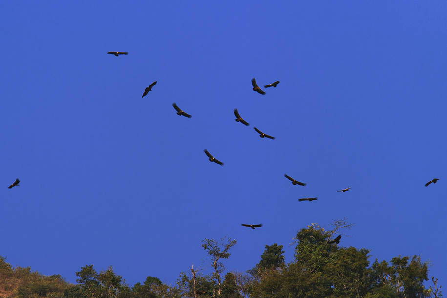 'Hovering Eagles' (Dec 2009) - Mugling, Nepal