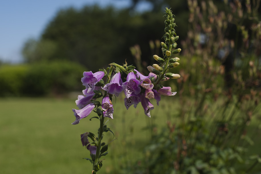 'Purple Foxglove' (Dec 2007) - Korumburra, Australia