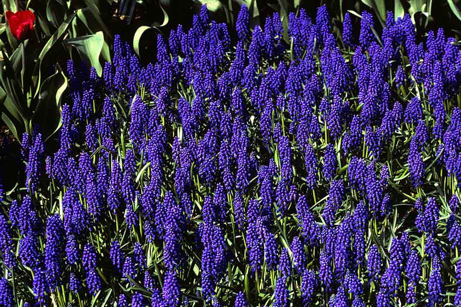 'Grape Hyacinths' (Apr 1987) -  Keukenhof Gardens, Holland