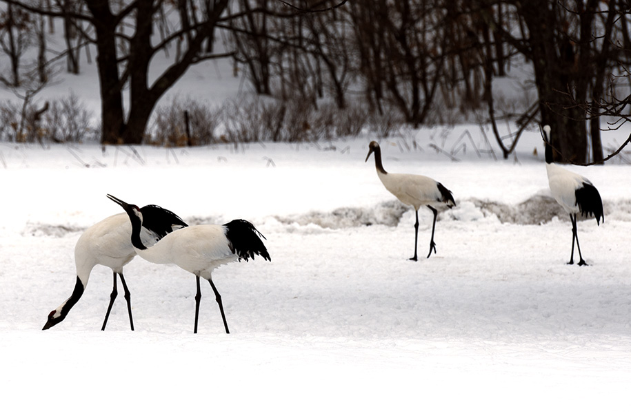 'Tancho Cranes' (Mar 2010) - Hokkaido, Japan