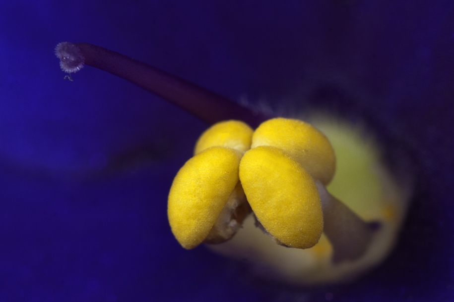 'Pollen Sacs' (Jul 2004) - Bukit Batok, Singapore