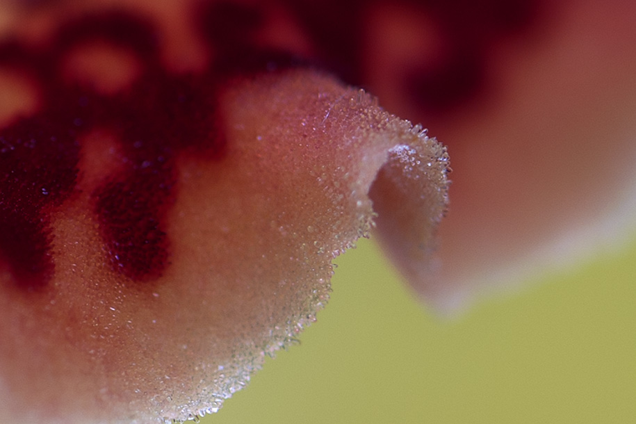 'Close-Up of an Orchid Petal' (Mar 2008) - Bukit Batok, Singapore