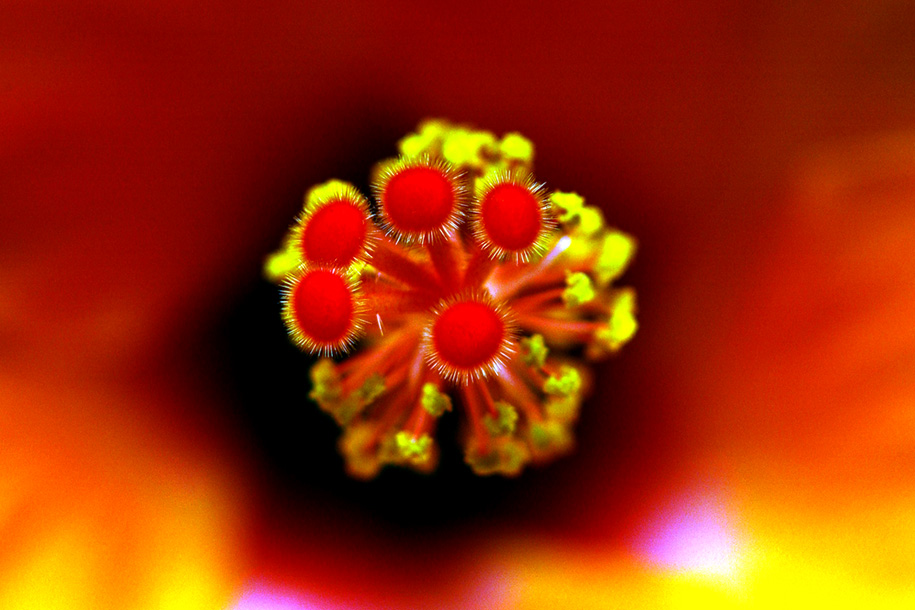 'Stigmas and Stamens of Hibiscus' (Aug 2002) - Bukit Batok, Singapore
