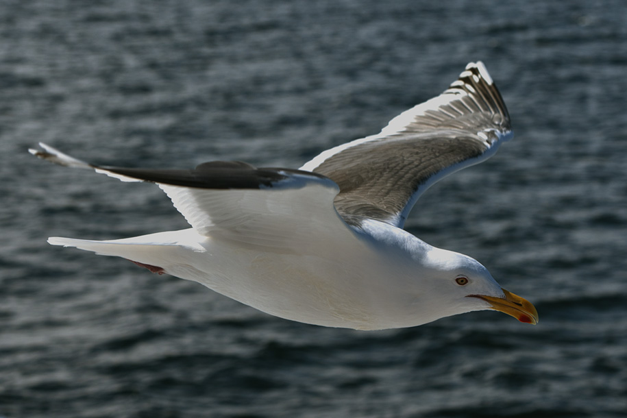 'Seagull in Flight' (Mar 2010) - Hokkaido, Japan