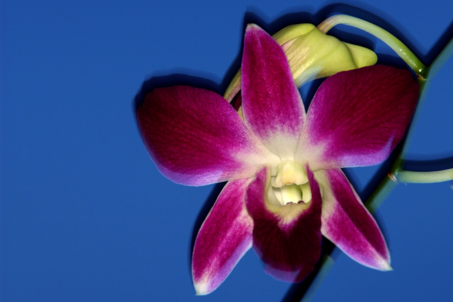 'Orchid' (Nov 2001) - Bukit Batok, Singapore