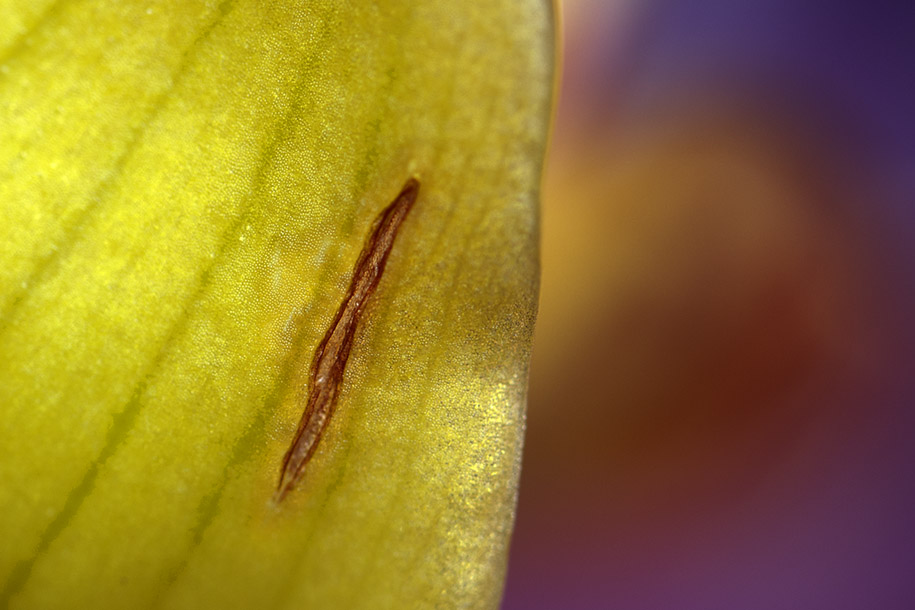 'A Cut' (Mar 2008) - Bukit Batok, Singapore