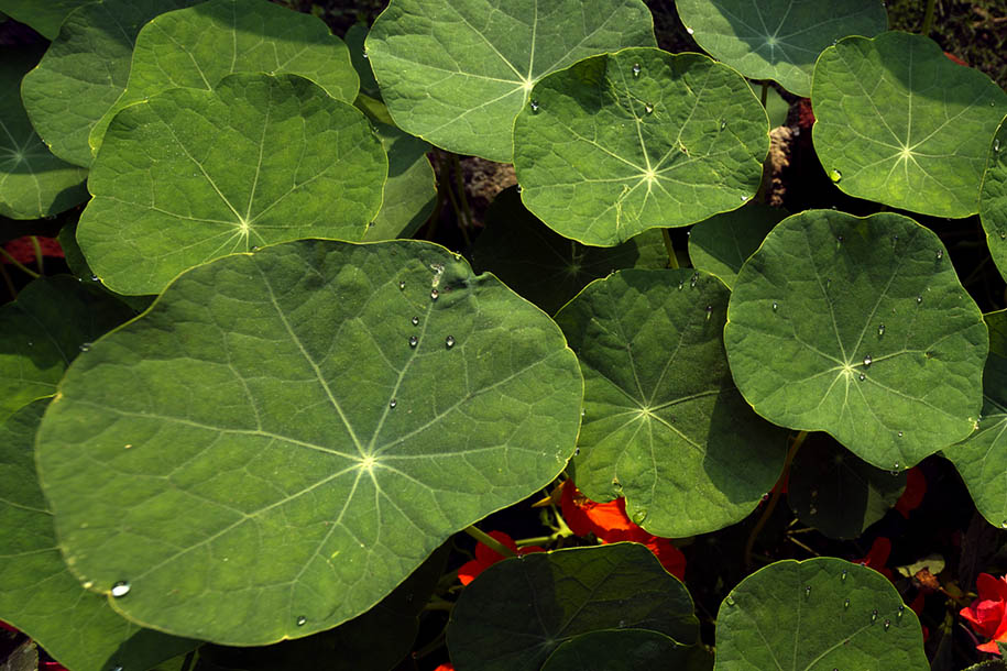 'Leaves' (Dec 2009) - Hetauda, Nepal