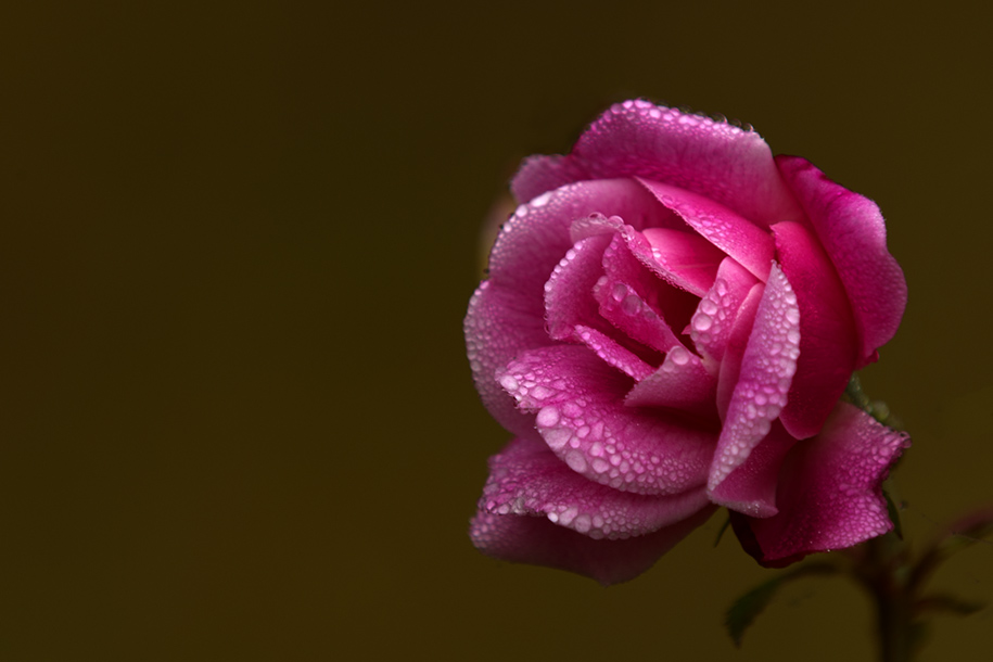 'Rose 4' (Dec 2009) - Chitwan, Nepal