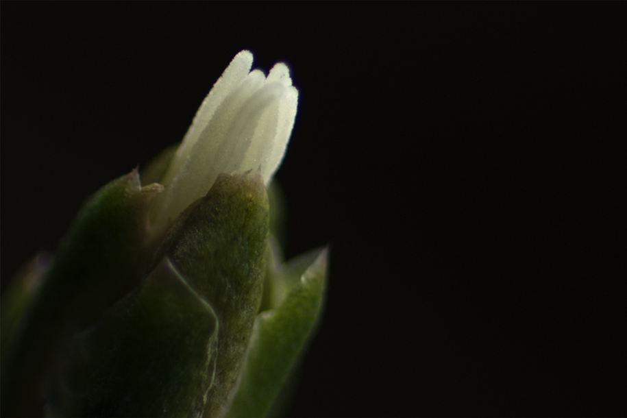 'Emerging Petals' (Dec 2011) - Bukit Batok, Singapore