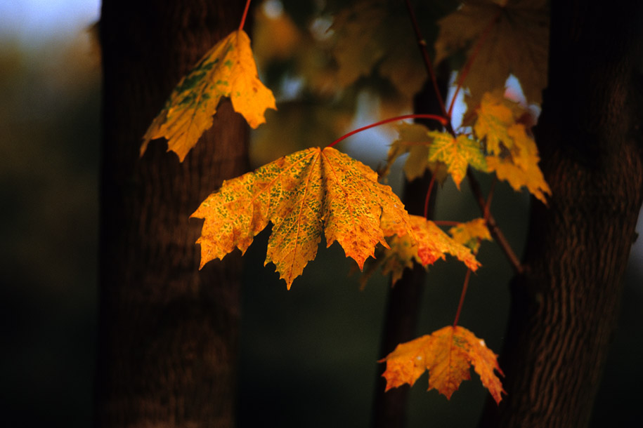 'Golden Leaves of Autumn' (Oct 1992) - Zurich, Switzerland