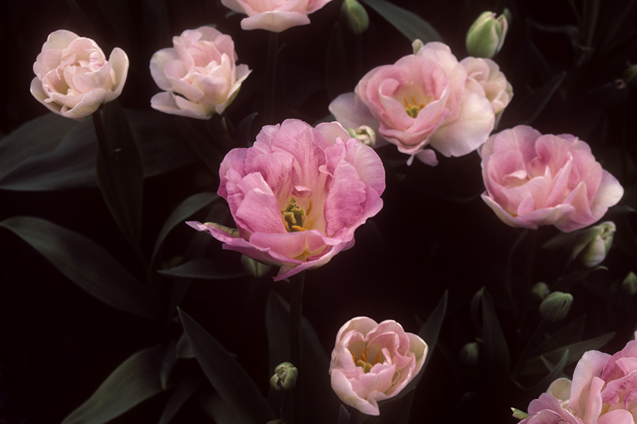 'Tulip 5' (Apr 1987) - Keukenhof Gardens, Holland