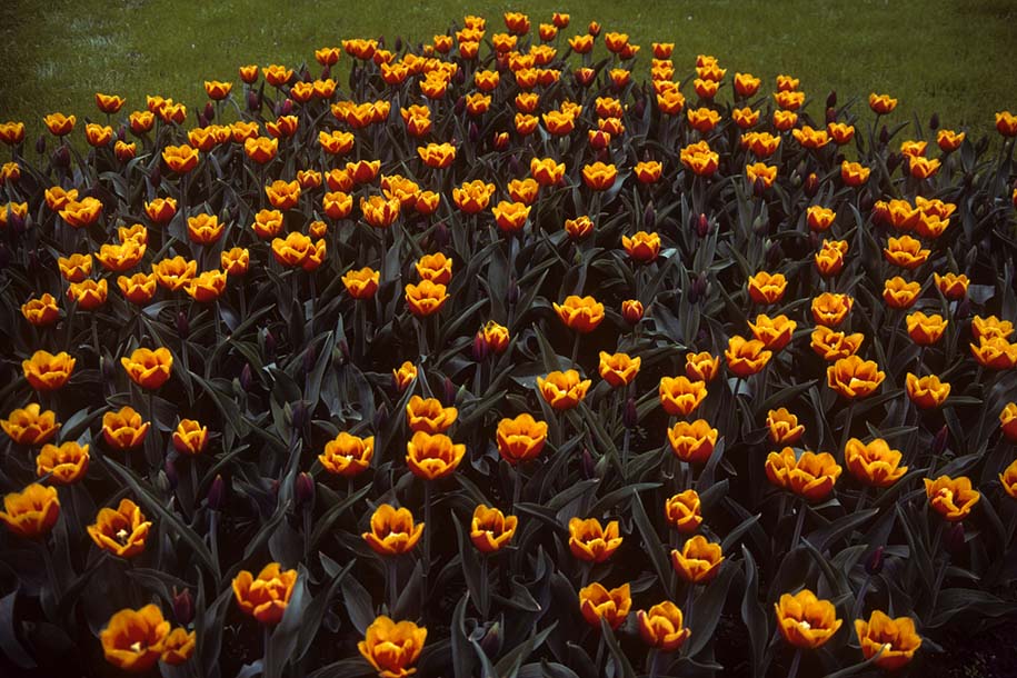 'Tulip 7' (Apr 1987) - Keukenhof Gardens, Holland