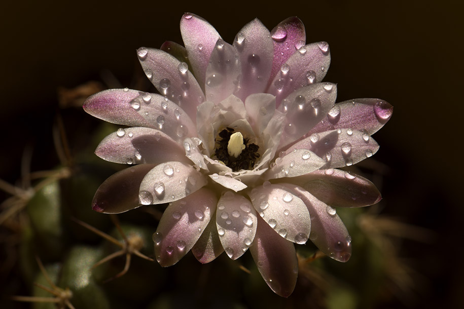 'Full Bloom' (Jan 2012) - Bukit Batok, Singapore