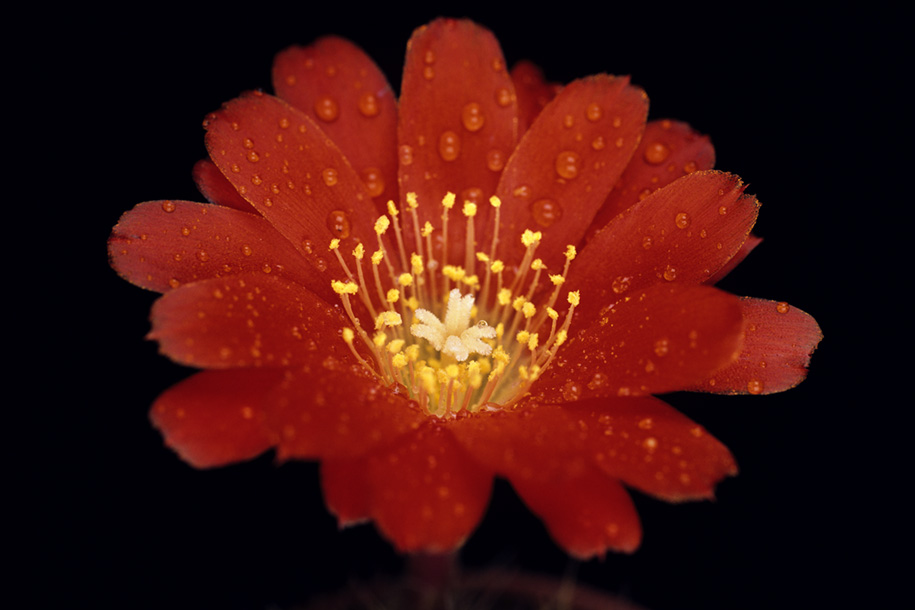 'Orange Cactus Flowers' (Jan 1994) - Bukit Batok, Singapore