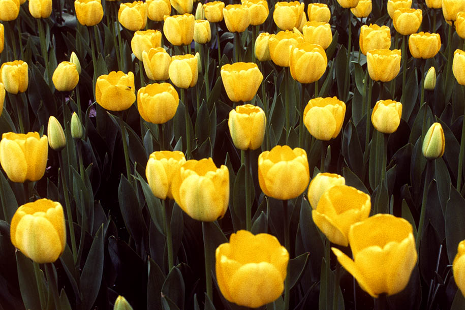 'Tulip 8' (Apr 1987) -  Keukenhof Gardens, Holland