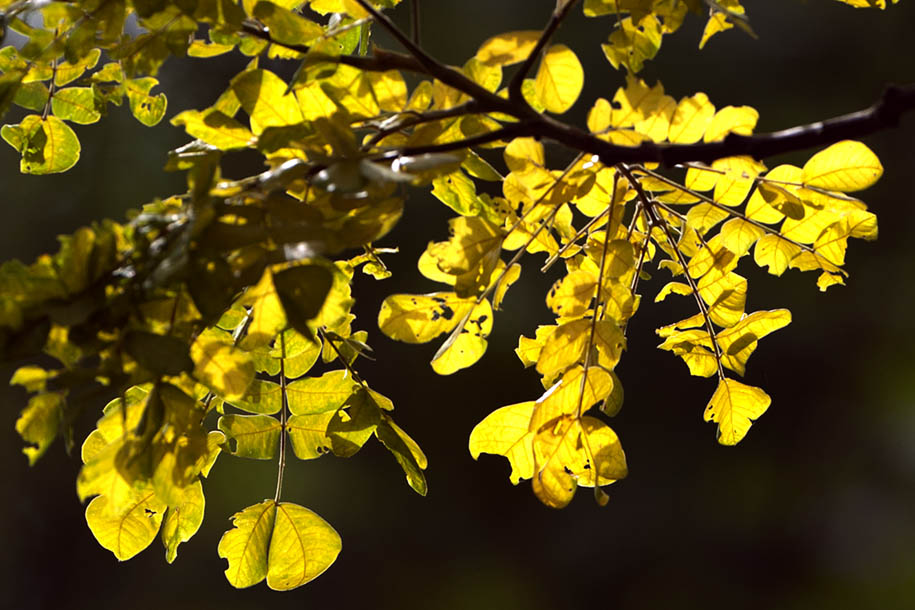 'Golden Leaves' (Jun 2008) - Botanic Garden, Singapore
