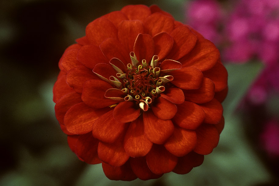 'Red Pom Poms' (Jun 1983) - Cameron Highlands, Malaysia