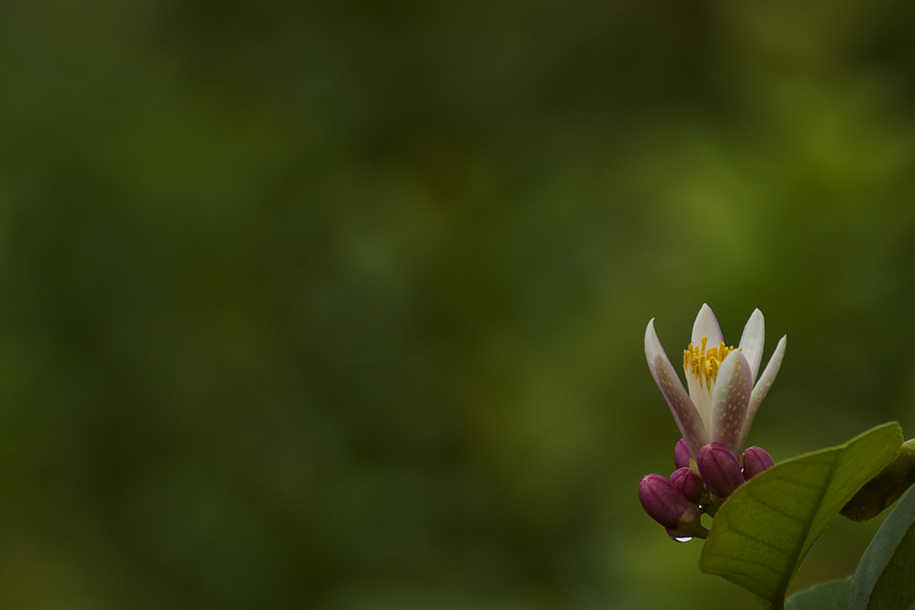 'Lemon Flower' (Dec 2010) - Nantou, Taiwan