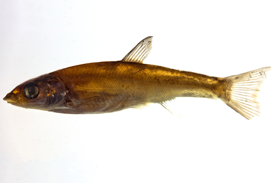 'A Preserved Parr' (Mar 2010) - Hokkaido, Japan
