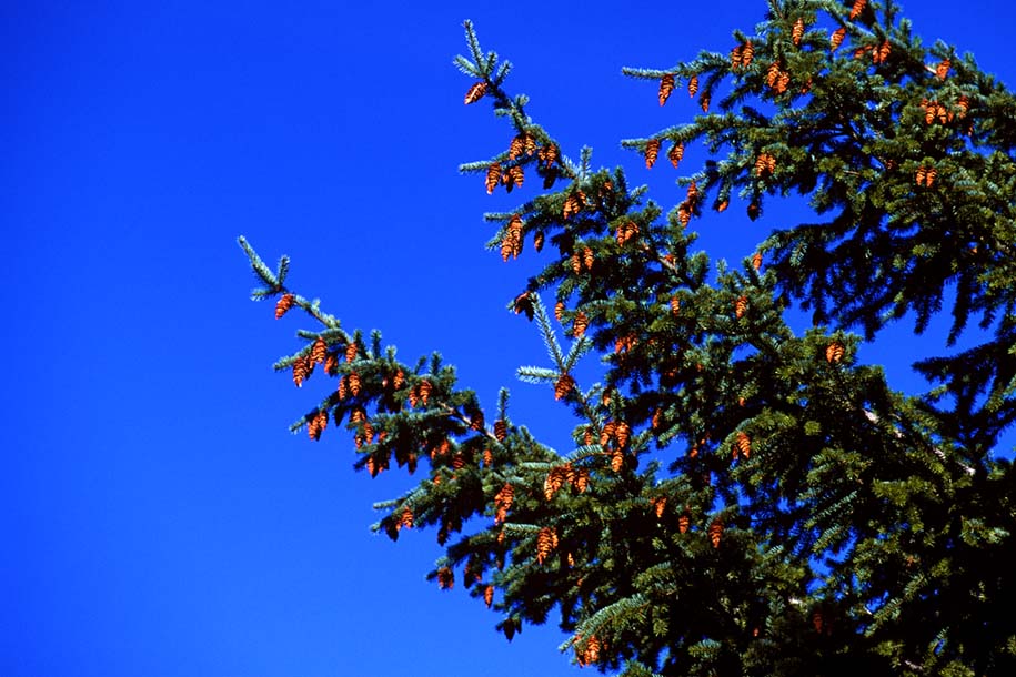 'Laden with Fruit' (Apr 1996) - Queenstown, New Zealand