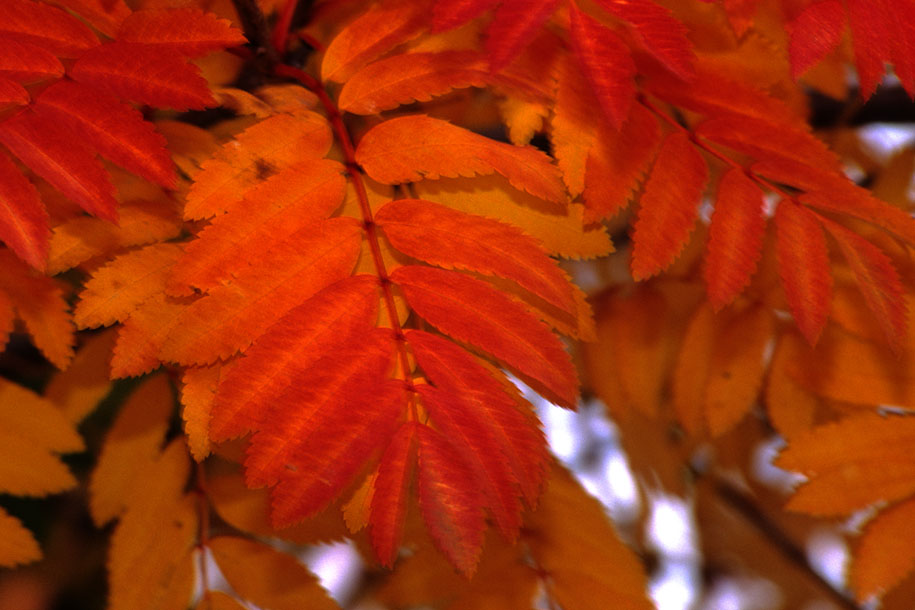 'Orange Leaves' (Apr 1996) - Lake Tekapo, New Zealand