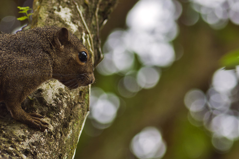 'Squirrel Portrait' (Jul 2012) - Botanic Garden, Singapore