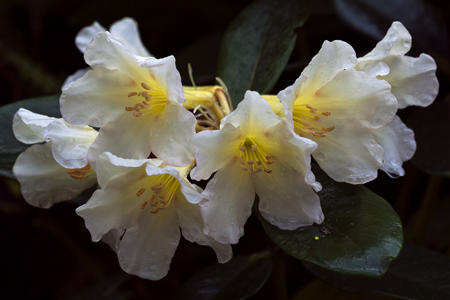 'White Cluster' (Jul 2012) - Gardens by the Bay, Singapore