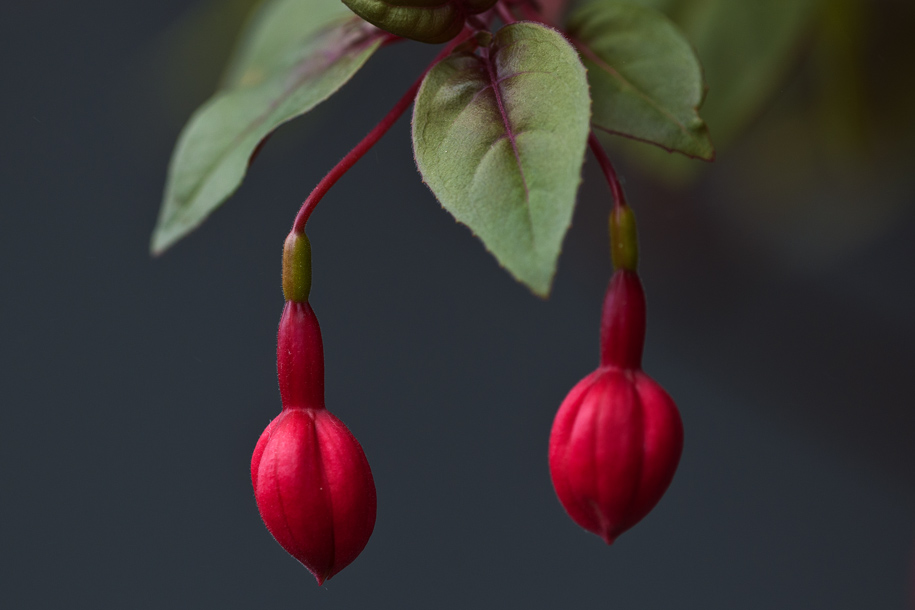 'Fuchsia Flower Buds' (Jul 2012) - Gardens by the Bay, Singapore