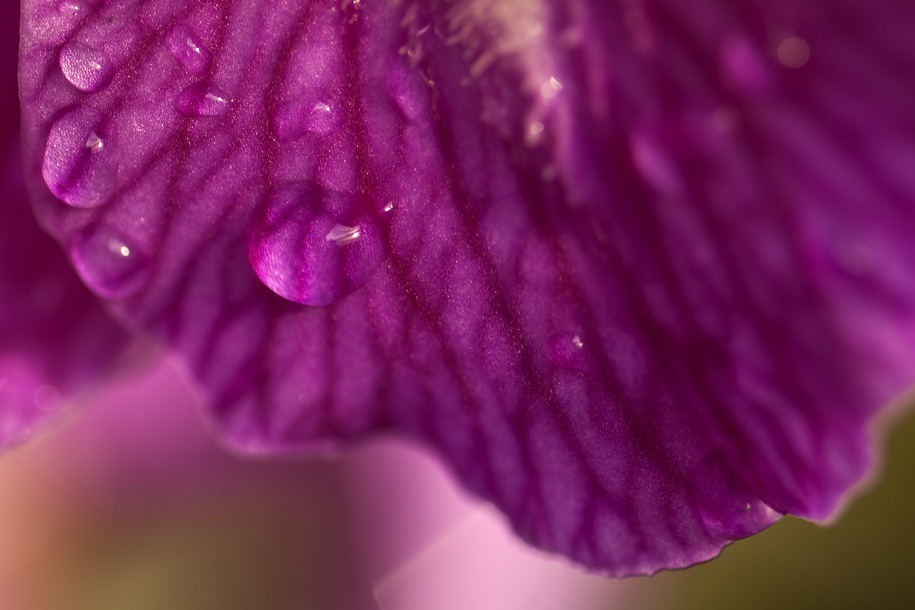 'Flower Veins' (Jul 2012) - Bukit Batok, Singapore