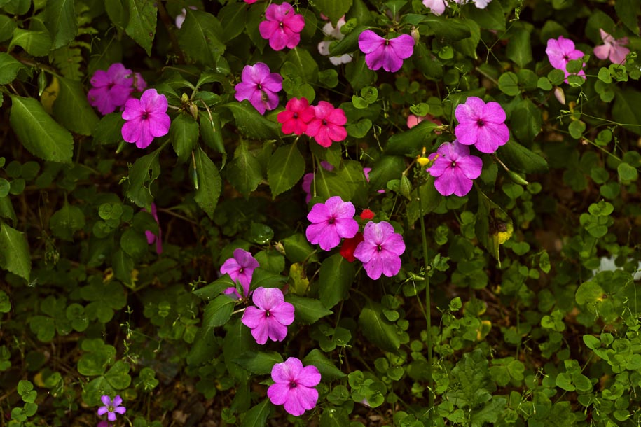 'Periwinkle' (Mar 2010) - Yilan, Taiwan