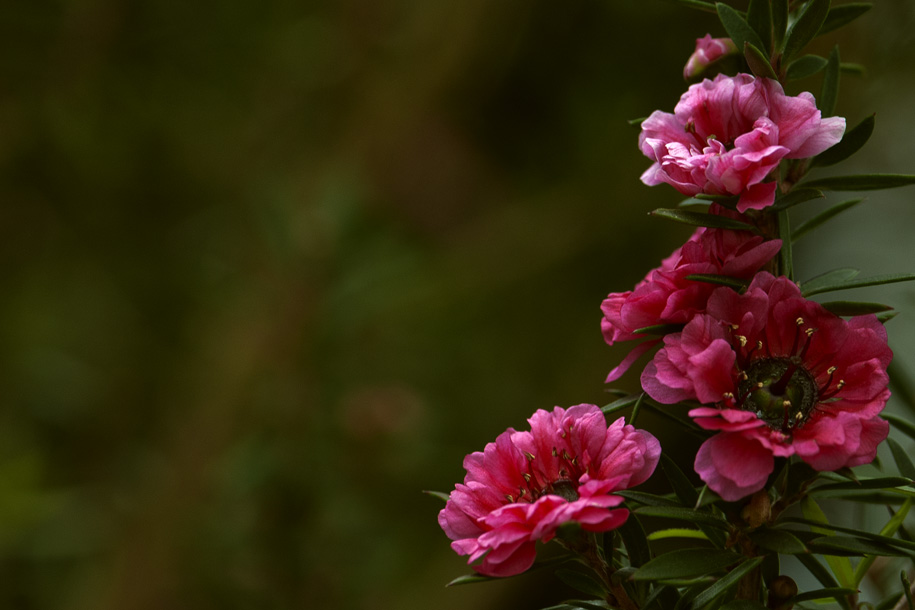 'Manuka Flowers' (Jul 2012) - Gardens by the Bay, Singapore