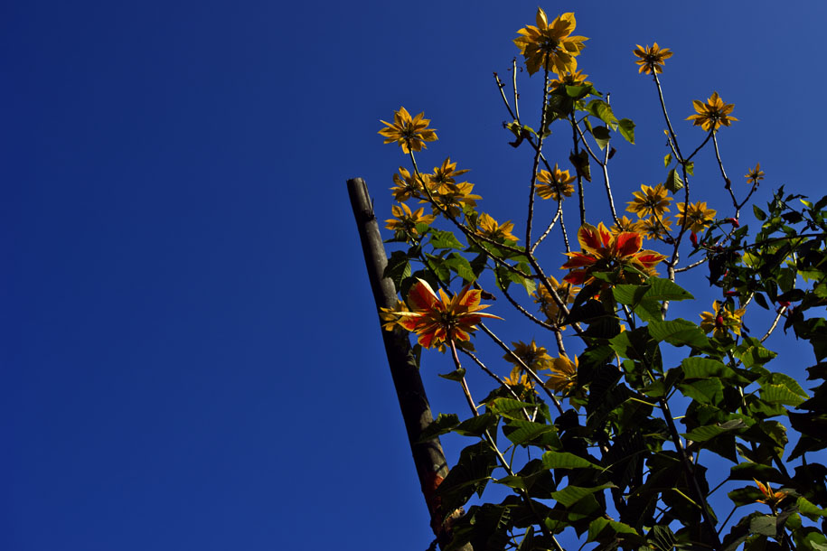'Yellow Poinsettia' (Dec 2009) - Pokhara, Nepal