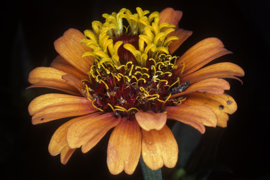 'Orange Zinnia' (Dec 1977) - Botanic Garden, Singapore