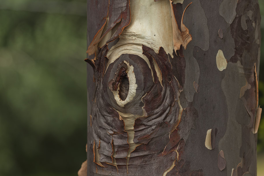 'Peeling Bark' (Dec 2007) - Geelong, Australia