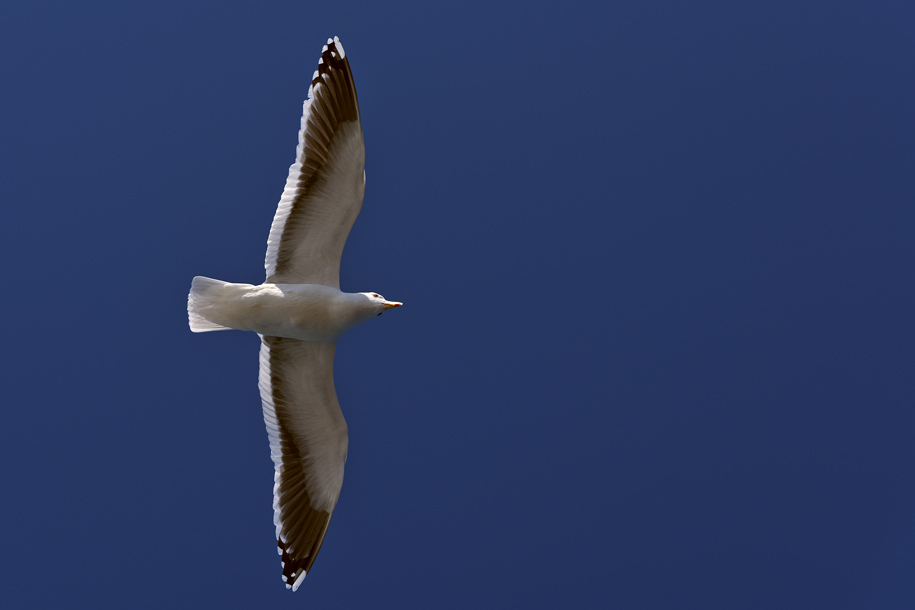'Spread Its Wings' (Mar 2010) - Hokkaido, Japan