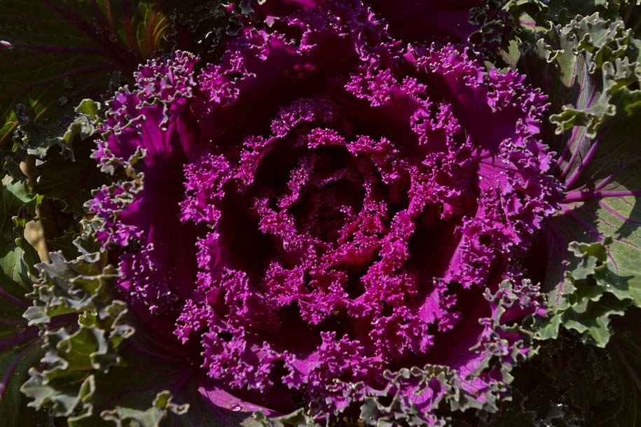 'Spiral Leaves' (Dec 2009) - Pokhara, Nepal