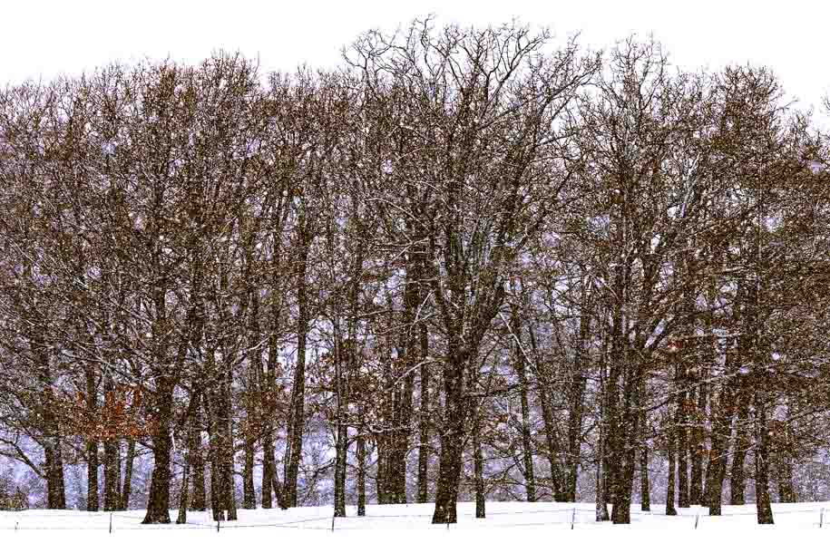'Shrouded in Snowfall' (Mar 2010) - Hokkaido, Japan